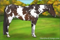 Horse Color:White Spotted Buckskin