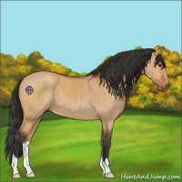 Horse Color:Bay Dun
