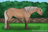 Horse Color:Silver Bay Dun