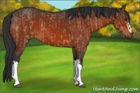 Horse Color:Brown Dun  and Brown 