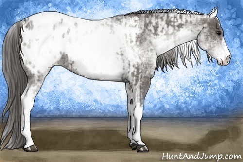 Horse Color:White Spotted Grullo Appaloosa Rabicano  and White Spotted Grullo Appaloosa Rabicano 