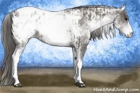 Horse Color:White Spotted Grullo Appaloosa Rabicano  and White Spotted Grullo Appaloosa Rabicano 