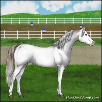 Horse Color:White Spotted Grullo Appaloosa Rabicano and White Spotted Grullo Appaloosa Rabicano