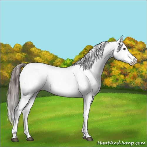 Horse Color:White Spotted Grullo Appaloosa Rabicano and White Spotted Grullo Splash Appaloosa Rabicano