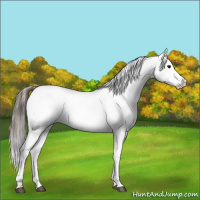 Horse Color:White Spotted Grullo Appaloosa Rabicano  and White Spotted Grullo Splash Appaloosa Rabicano 