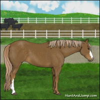 Horse Color:Chocolate Palomino 