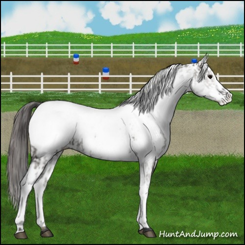 Horse Color:White Spotted Grullo Snowcap Rabicano  and White Spotted Grullo Snowcap Rabicano 