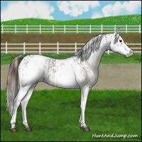 Horse Color:White Spotted Grullo Appaloosa Rabicano  and White Spotted Grullo Appaloosa Rabicano 