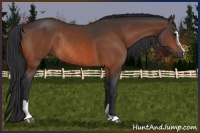 Horse Color:Bay Sabino Rabicano 