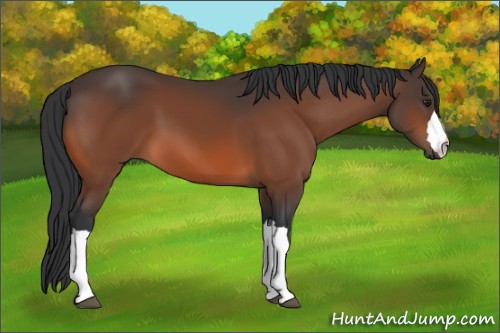 Horse Color:Brown 