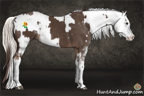 Horse Color:Liver Chestnut Sabino Rabicano  and Chocolate Palomino Pearl Sabino Splash Appaloosa Rabicano 