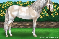 Horse Color:Chocolate Palomino Pearl Sabino Appaloosa Rabicano  and Chocolate Palomino Pearl Sabino Frame Appaloosa Rabicano 