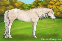 Horse Color:Chocolate Palomino Pearl Sabino Appaloosa Rabicano  and Palomino Pearl Sabino Appaloosa Rabicano 