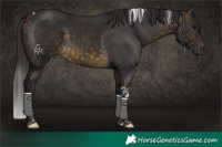 Horse Color:Buckskin Tobiano