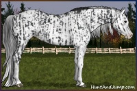 Horse Color:Black Sabino Appaloosa Rabicano  and Black Sabino Splash Appaloosa Rabicano 