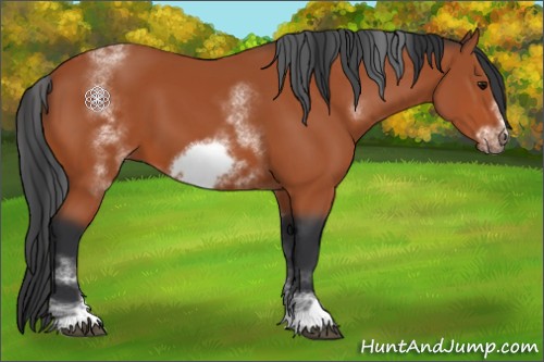 Horse Color:White Spotted Bay Sabino Frame