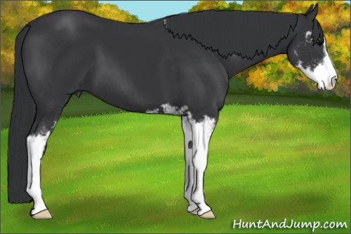 Horse Color:Black Sabino 