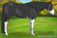 Horse Color:Black Sabino 
