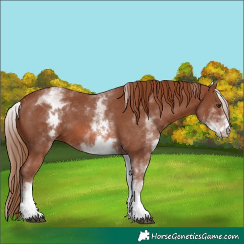 Horse Color:White Spotted Chestnut Sabino