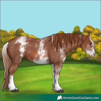 Horse Color:White Spotted Chestnut Sabino