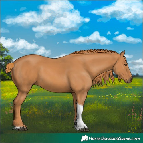 Horse Color:Chestnut Tobiano 