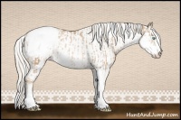 Horse Color:Chocolate Palomino Pearl Sabino Snowcap Rabicano and Silver Buckskin Pearl Sabino Snowcap Rabicano