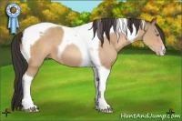 Horse Color:Sable Champagne Tobiano 
