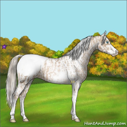 Horse Color:Chocolate Palomino Pearl Sabino Appaloosa Rabicano  and Chocolate Palomino Pearl Sabino Appaloosa Rabicano 