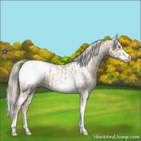 Horse Color:Chocolate Palomino Pearl Sabino Appaloosa Rabicano  and Chocolate Palomino Pearl Sabino Appaloosa Rabicano 