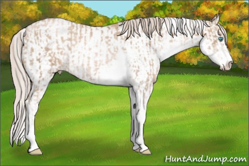 Horse Color:Chocolate Palomino Pearl Sabino Appaloosa Rabicano  and Chocolate Palomino Pearl Sabino Appaloosa Rabicano 