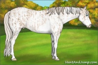 Horse Color:Chocolate Palomino Pearl Sabino Appaloosa Rabicano  and Chocolate Palomino Pearl Sabino Appaloosa Rabicano 