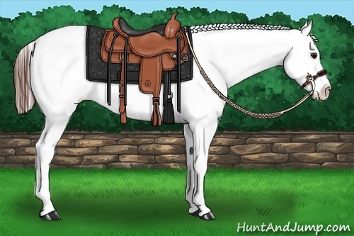 Horse Color:Bay Leopard 