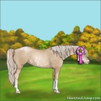 Horse Color:Chocolate Palomino Pearl Sabino Appaloosa Rabicano  and Chocolate Palomino Pearl Appaloosa Rabicano 