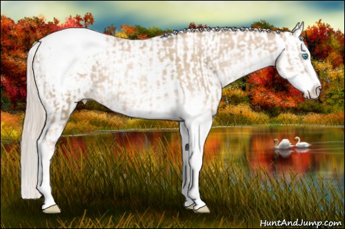Horse Color:Chocolate Palomino Pearl Sabino Snowcap Rabicano and Chocolate Palomino Pearl Sabino Splash Snowcap Rabicano