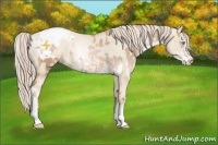 Horse Color:Chocolate Palomino Pearl Sabino Appaloosa Rabicano  and Chocolate Palomino Pearl Dun Sabino Appaloosa Rabicano 