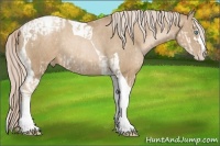 Horse Color:Chocolate Palomino Pearl Sabino Appaloosa Rabicano and Chocolate Palomino Pearl Sabino Tobiano Appaloosa Rabicano