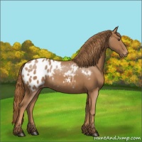 Horse Color:Chestnut Blanket Rabicano 