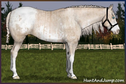 Horse Color:Chocolate Palomino Pearl Sabino Appaloosa Rabicano  and Chocolate Palomino Pearl Sabino Frame Appaloosa Rabicano 