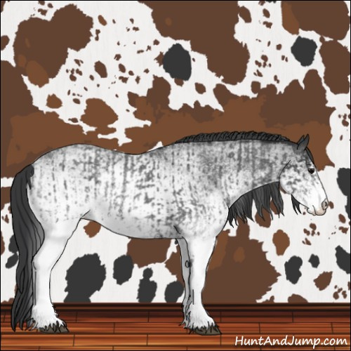 Horse Color:White Spotted Blue Roan Rabicano  and White Spotted Blue Roan Rabicano 