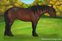 Horse Color:Gray Bay 
