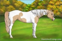Horse Color:Red Dun Tobiano 