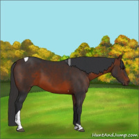 Horse Color:Brown Tobiano