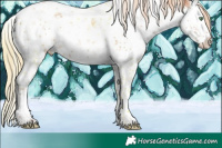 Horse Color:White Spotted Gold Champagne Sabino Appaloosa 