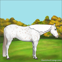 Horse Color:Bay Tobiano Leopard