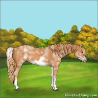 Horse Color:White Spotted Chestnut Frame 