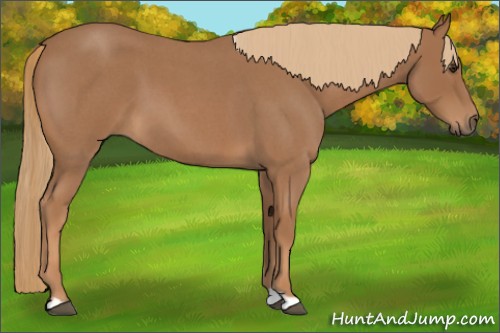 Horse Color:Red Roan 