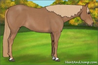 Horse Color:Red Roan