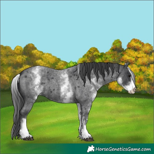 Horse Color:White Spotted Blue Roan 