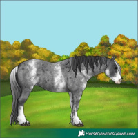 Horse Color:White Spotted Blue Roan 