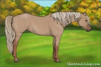 Horse Color:Red Dun Roan